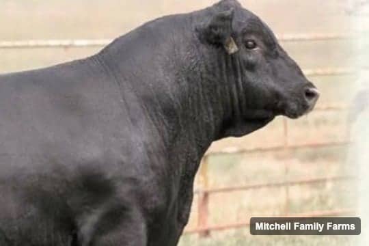 DEER VALLEY FIREBALL 3374 — Mitchell Family Farms registered Angus bull