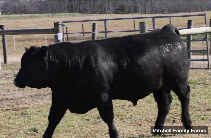 YON DISCIPLINE N718 — Mitchell Family Farms registered Angus bull