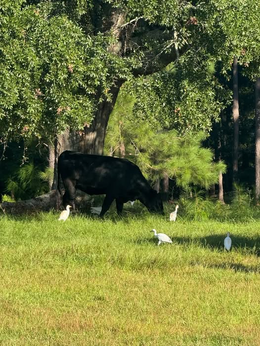 Black Angus steer grazing under live oaks with cattle egrets on Mitchell Family Farms