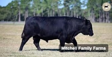 CIRCLE G BREAKTHROUGH 2206 — Mitchell Family Farms registered Angus bull