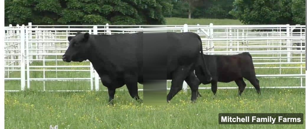 EPF Rita H507, registered Angus cow at Mitchell Family Farms