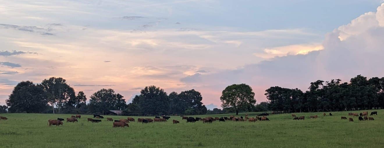 Black Angus cattle on pasture at Mitchell Family Farms, Sylvester, Georgia